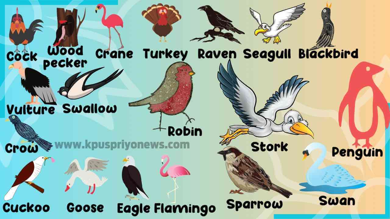 Birds Name In English Hindi Scientific Name Birds Vocabulary